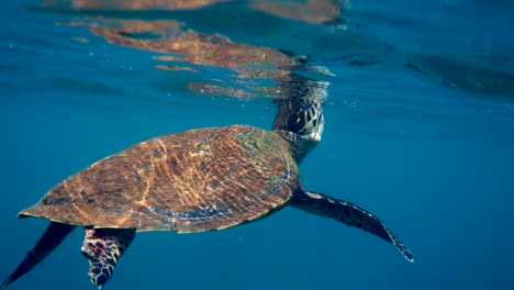 la tortuga de mar hawksbill nadando en el océano azul, asciende a la superficie para respirar. video submarino de la vida silvestre la tortuga marina se levanta para respirar el aire. vida silvestre del océano profundo.