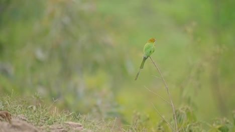 little green bee-eater landing on branch with beautiful background