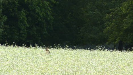 roe deer  calf hiding in a flowerfield