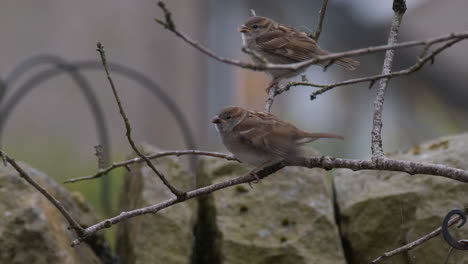 birds on tree branches in a garden in england, sparrows