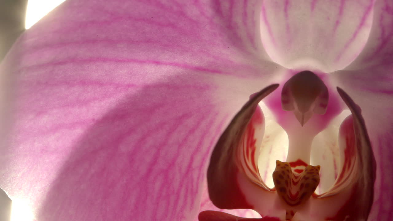 Splendido fiore di orchidea Phalaenopsis viola alla luce del sole, primo piano panoramico