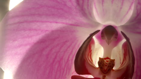 beautiful violet phalaenopsis orchid flower in sunlight, close up pan