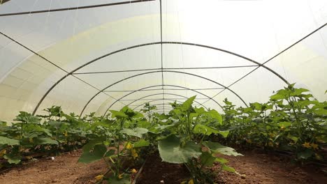 growing vegetables in green houses and drip irrigation