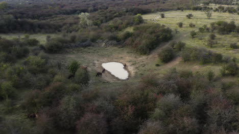 Documenting-of-a-european-bison-herd-by-a-lake-with-a-drone,Czechia