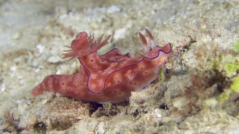 Eine-Bunte-Meeresschnecke-Unter-Wasser