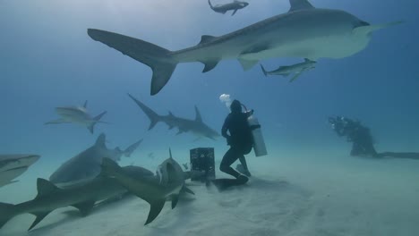 feeding and patting hungry tiger sharks