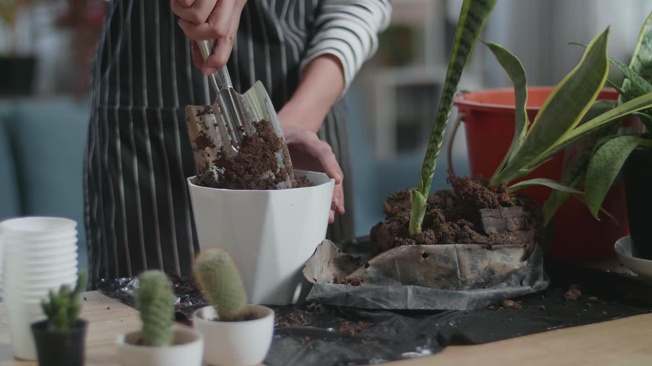 cerca de las manos de la mujer sosteniendo la paleta de jardinería y plantando en casa