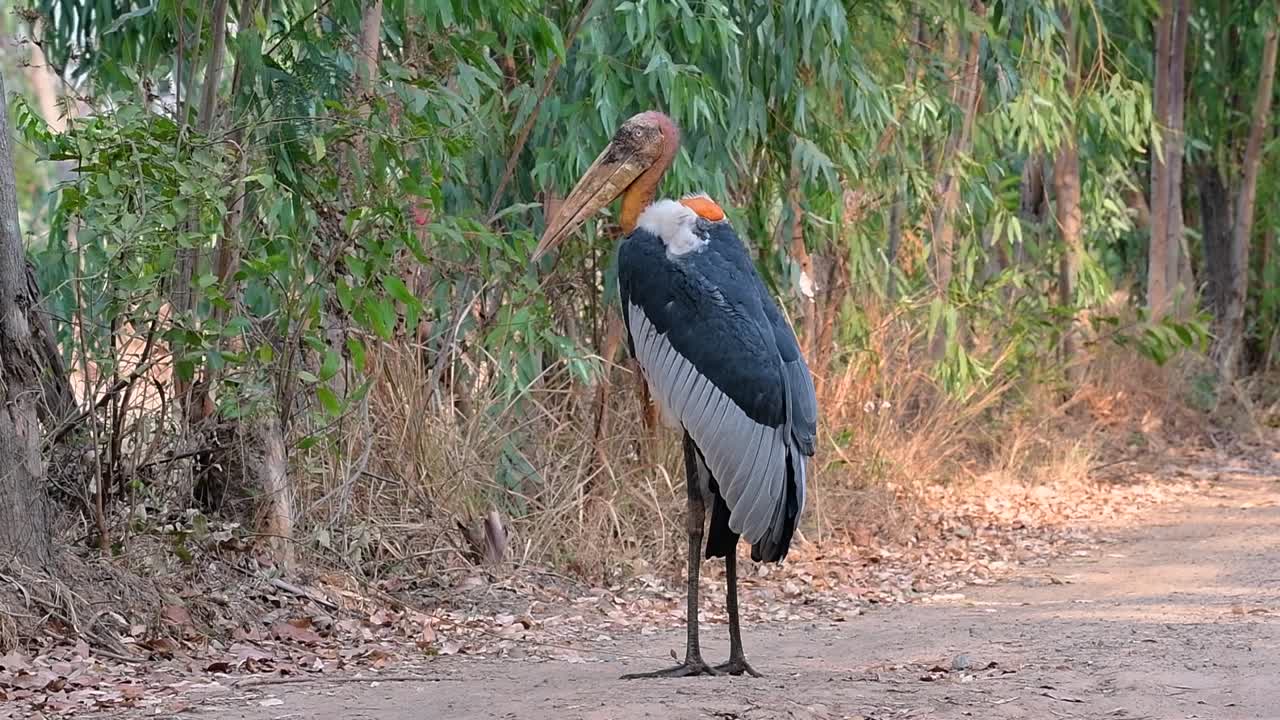 un gran pájaro de la familia de las cigüeñas común en el sur de asia y ahora en peligro de extinción debido a la pérdida de hábitat