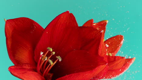 vibrant red amaryllis flower with powdery effect