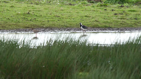 Godwit-grazing-in-shallow-lake-water-along-grassy-shore-near-lapwing