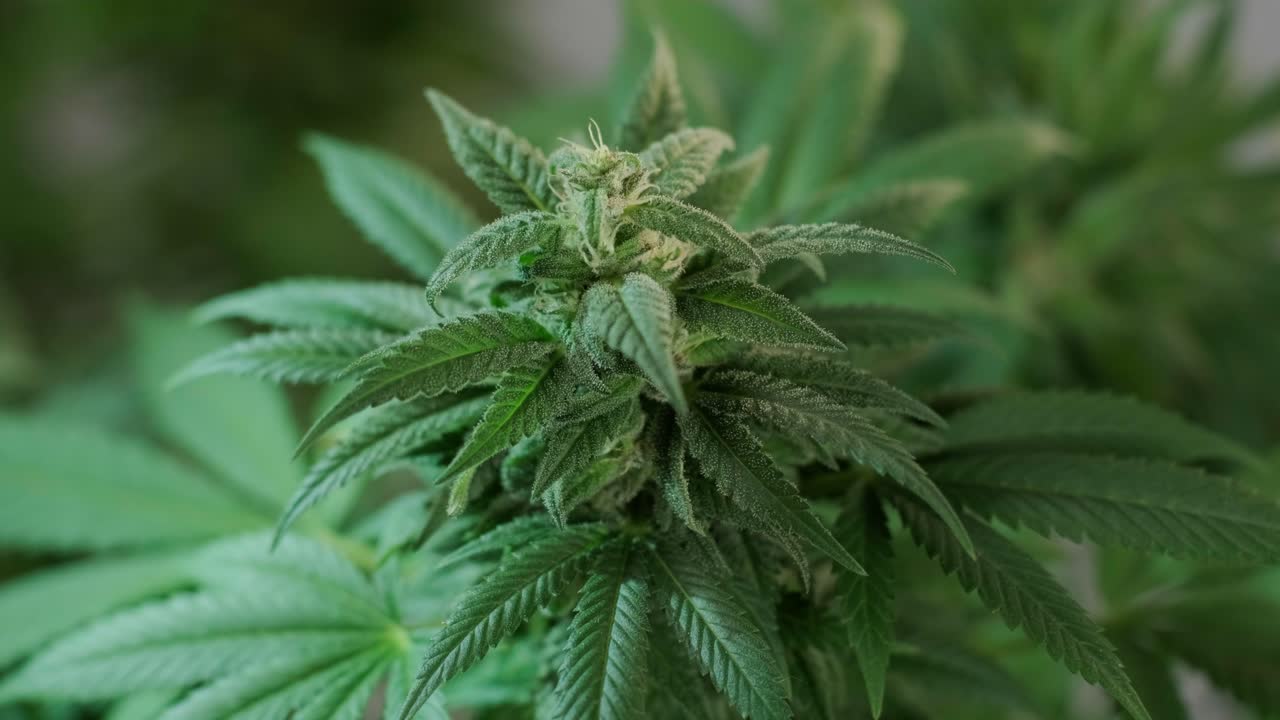 la floración del cannabis, el cultivo orgánico de cannabis para uso médico en el campo de la marihuana.