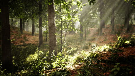 Waldbäume-Natur-Grünes-Holz-Sonnenlicht-Ansicht