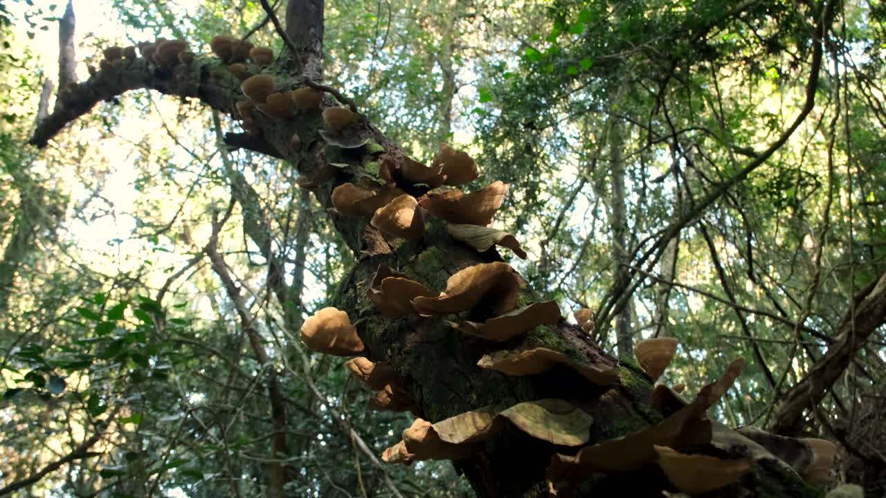 Parasitic mushroom fungi grow on trunk of forest tree, pedestal shot