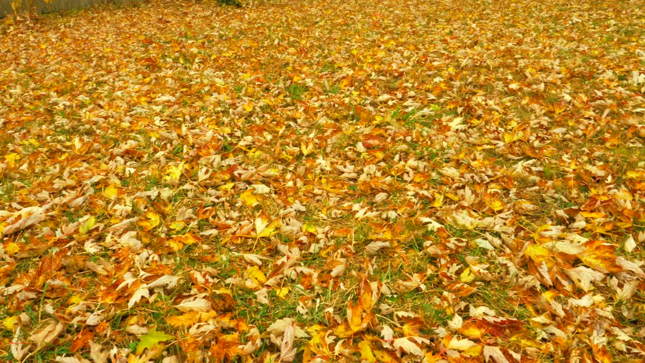 마른 나무 잎으로 덮인 잔디밭