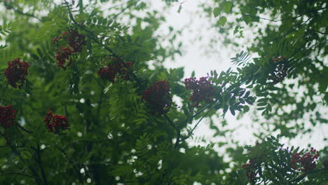 looking up to red berries growing on a tree in sankt peter ording