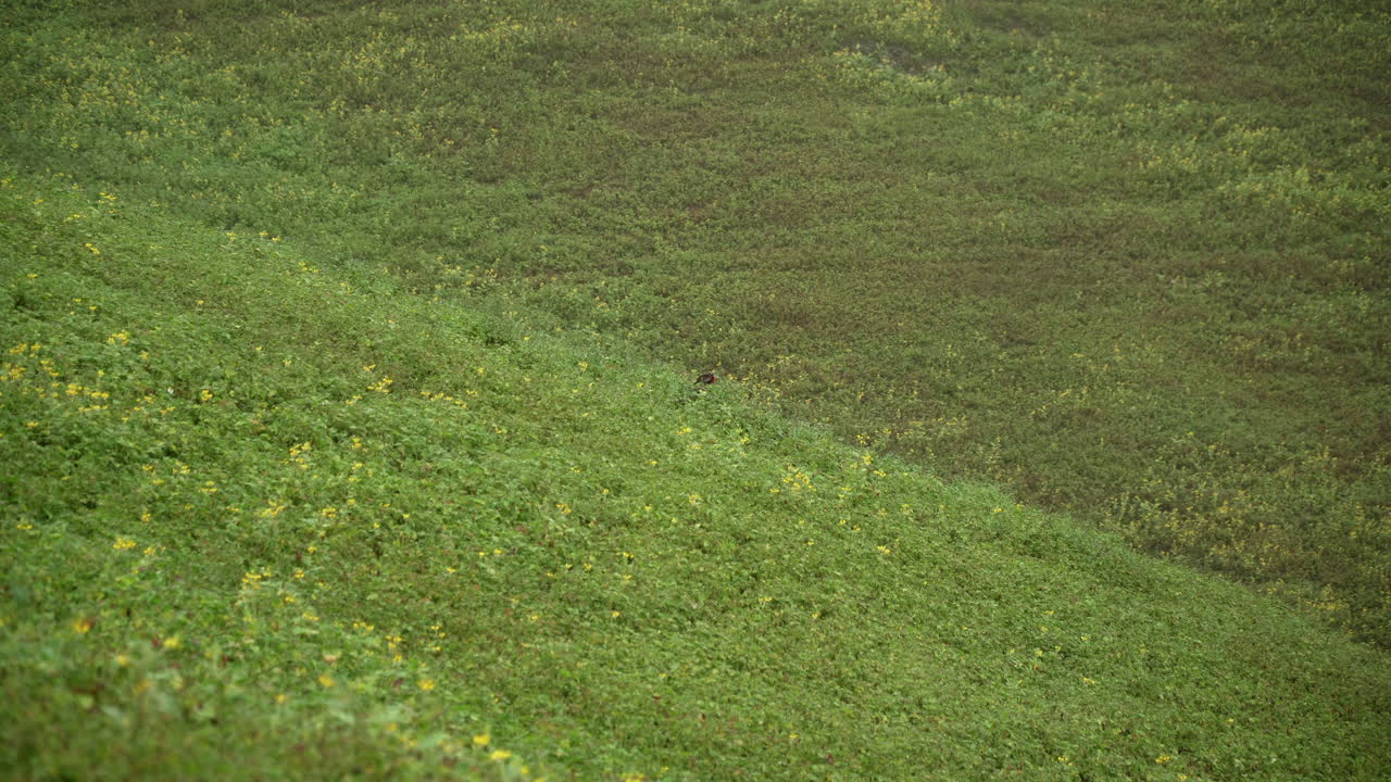 un pájaro descansando en un campo de hierba vacío en lomas de manzano, pachacamac, lima, perú