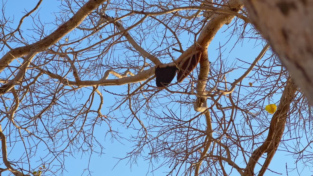 Honey Bees are going to a big natural beehive hanging from the tree in the jungle