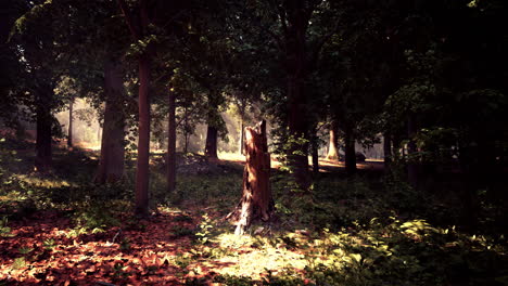 sunlight in the dark forest