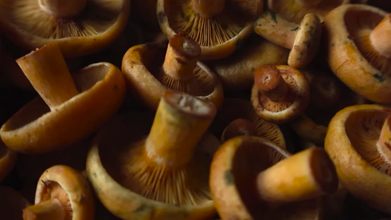 Close up video gliding over golden Orange Milkcap mushrooms that are freshly harvesteed and cut with details and textures visible. Raw mushrooms are edible and healthy