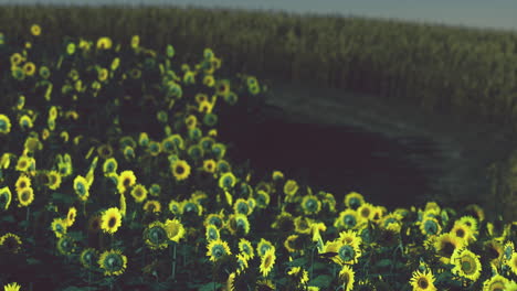 Feld-Blühender-Sonnenblumen-Auf-Einem-Hintergrundsonnenuntergang