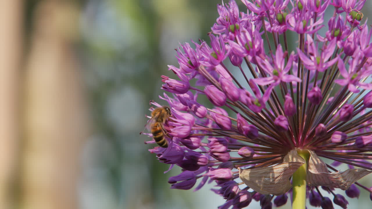 las abejas recogen néctar en una gran flor púrpura