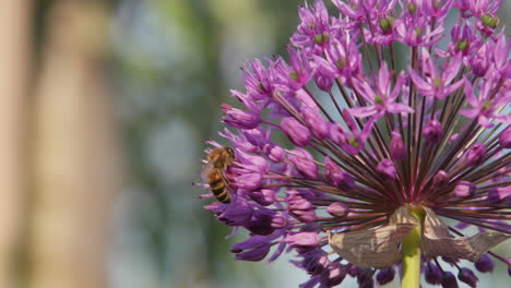 Las-Abejas-Recogen-El-Néctar-De-Una-Gran-Flor-Morada.