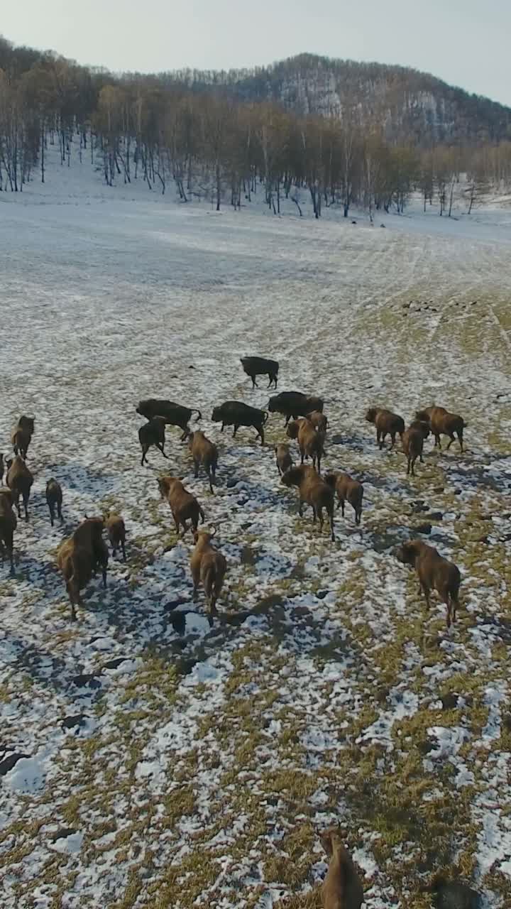 Wild Bison Herd in a Snowy Landscape