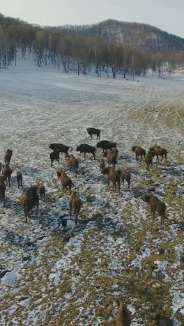 wild bison herd in a snowy landscape