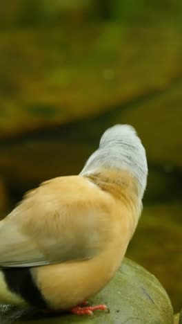 beautiful birds guldova amadina
