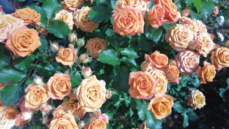 a close-up view of peach-colored roses blooming in a garden during the summer months