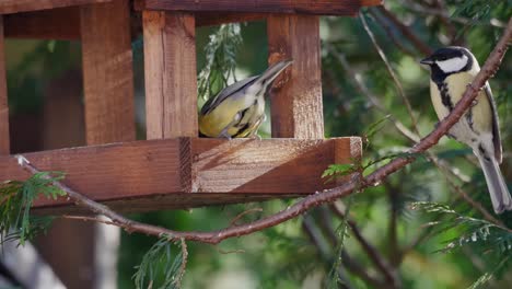 pájaros de jardín lindos comiendo de un alimentador de pájares de madera en un día soleado