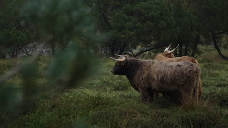 Static-shot-of-two-Galloway-Highland-cattle-grazing-in-a-tranquil-Danish-landscape-on-a-rainy-day