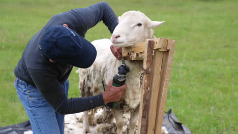 professional farmer shearing the wool from sheep. farming shearer cutting sheep`s wool.