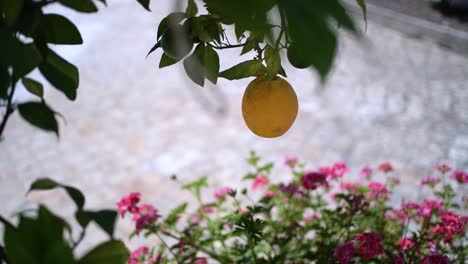 tracking shot around hanging lemon fruit with vibrant flowers as background, close up motion