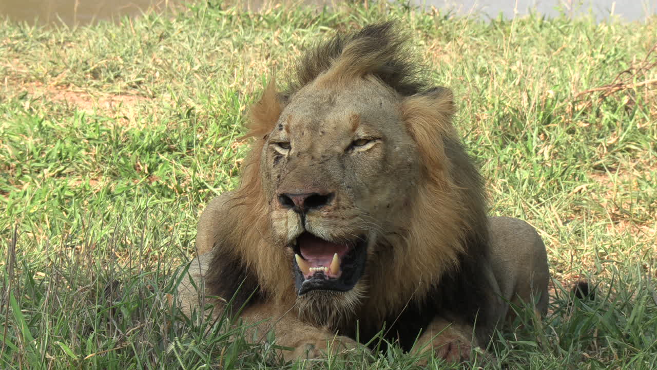 un león macho jadeando fuertemente bajo el caluroso sol de verano africano