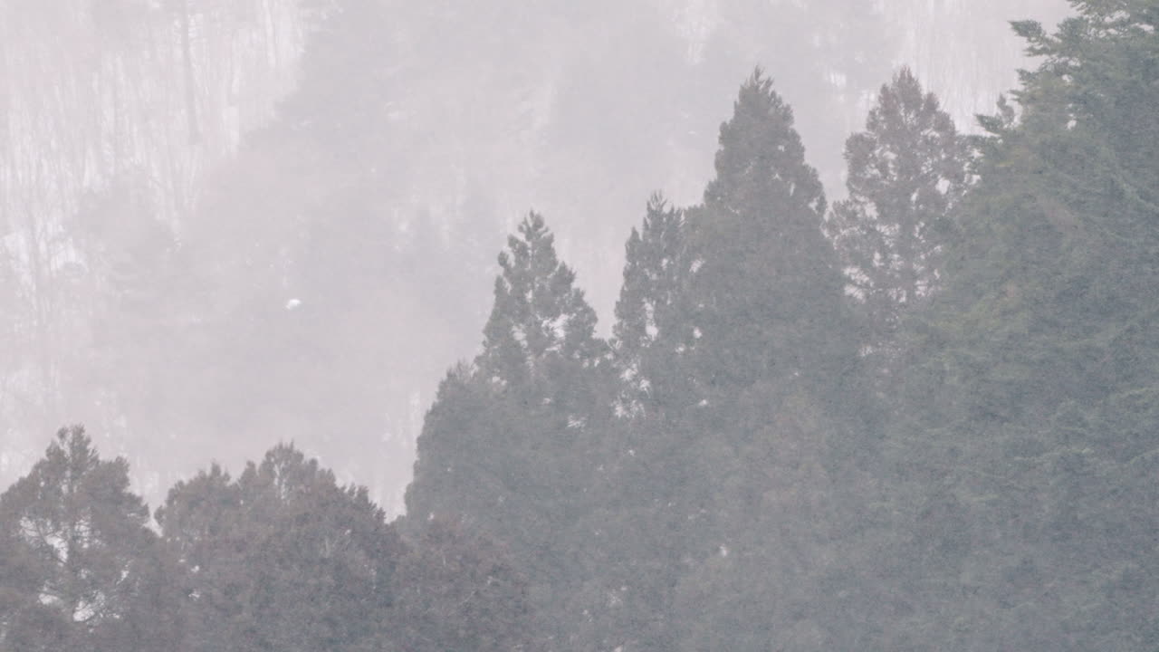 소나무를 배경으로 일본 기후현 농촌 지역에 폭설