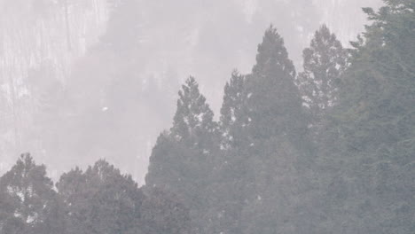 heavy snowing in rural area in gifu, japan with pine trees in background