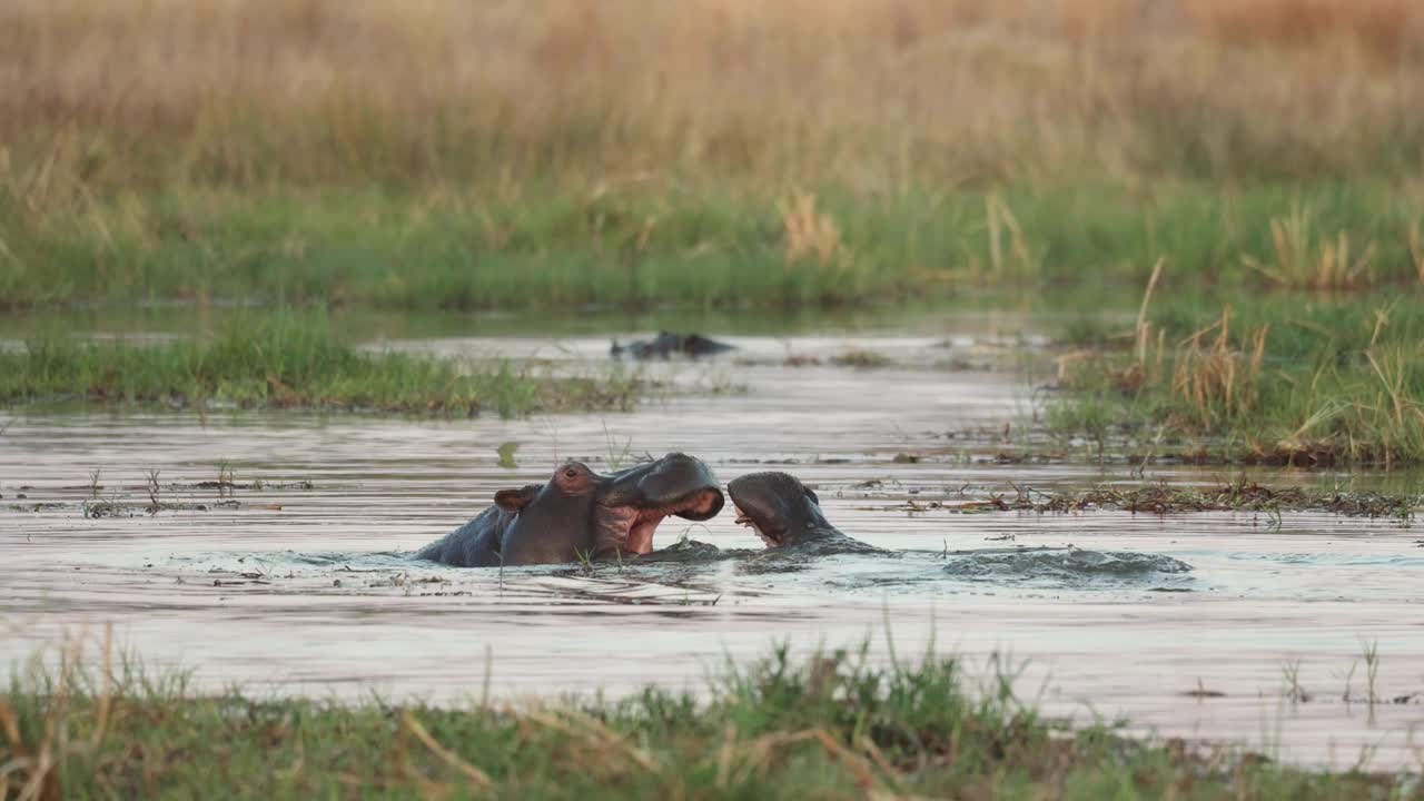 dos hipopótamos juegan a pelear en el río khwai mientras otro mira detrás, khwai botswana
