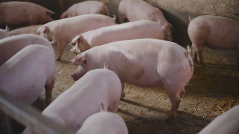 pigs in a farm pen