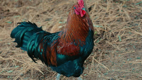 beautiful rooster with iridescent blue and orange feathers is standing on a straw covered ground in a farm setting, creating a vibrant and rural scene, slow motion reveal