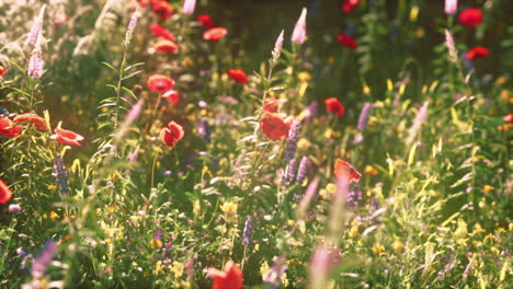 wild flower mix with poppies