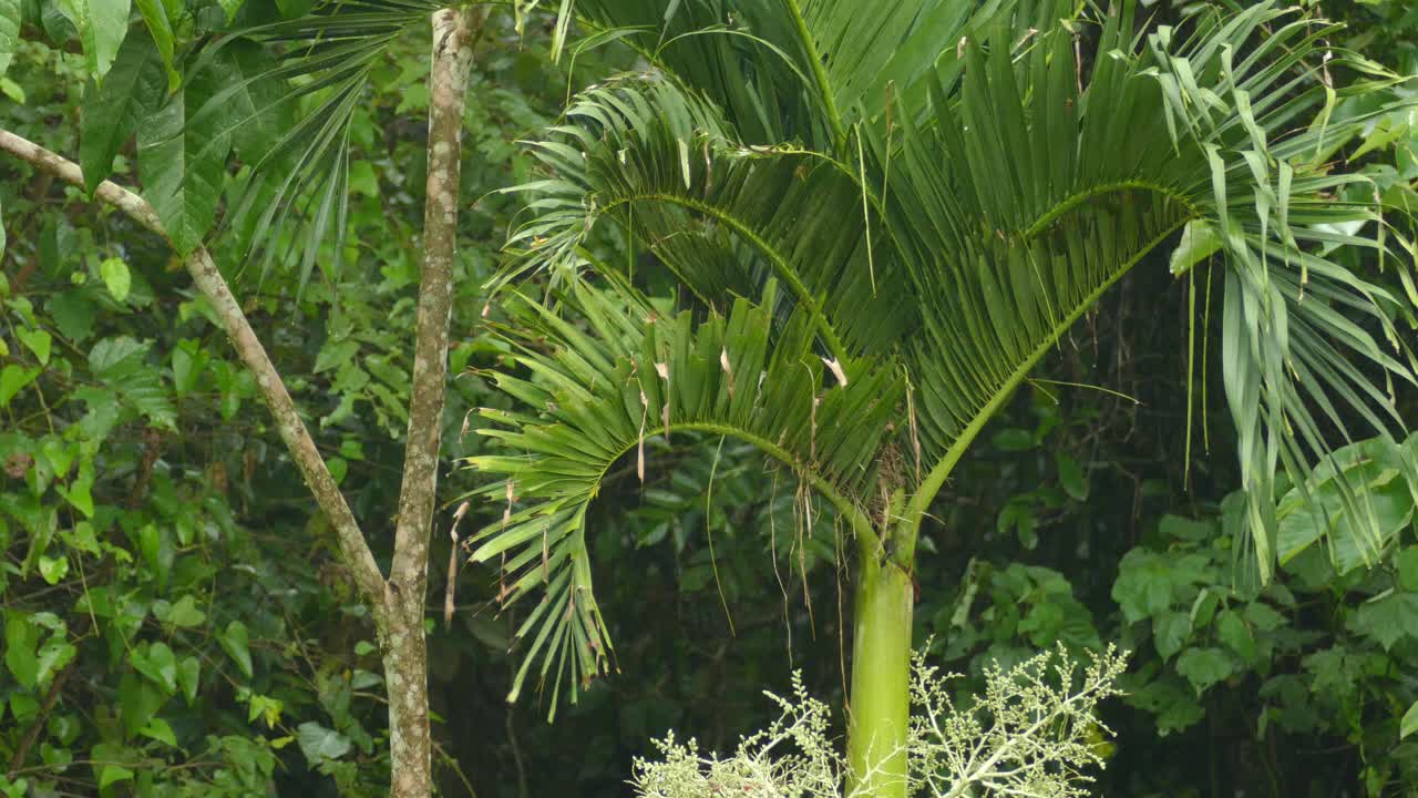 el reyezuelo con respaldo rufo vuela hacia la cubierta de la rama de la palmera en medio de la selva tropical.