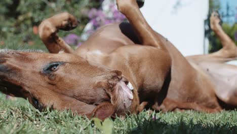 Rhodesian-Ridgeback---Playful-Brown-Dog-Lying-Upside-Down-On-Grass