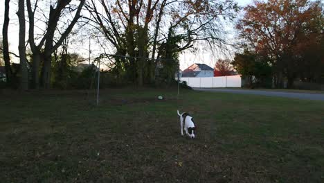 slow motion clip of puppy being curious about a drone