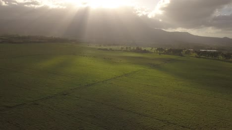 Dunkle-Und-Stimmungsvolle-Drohnenaufnahme,-Die-über-Rinder-Und-Gras-Zurückfliegt,-Dramatische-Sonnenstrahlen,-Die-Durch-Wolken-über-Den-Bergen-Ragen-Und-üppige-Grüne-Hügel-überblicken