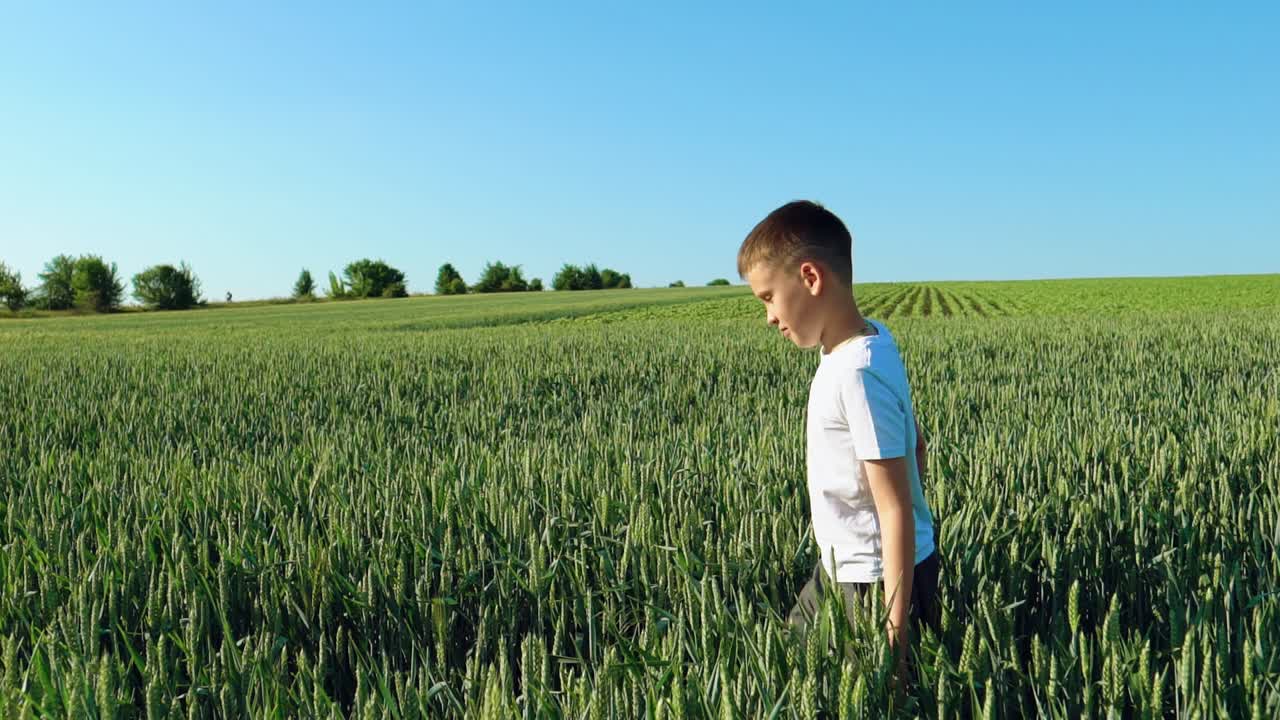 A boy in a white t-shirt is walking around a wheat field on a warm sunny day. Summer landscape. Slow motion