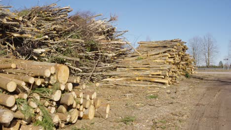 fallen timber harvest logs of consistent size and girth stacked in large pile