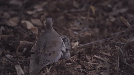 La-Paloma-De-Luto-De-La-Madre-Tiene-Miedo-De-Cubrir-A-Sus-Dos-Polluelos-En-El-Suelo