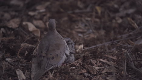 mother mourning dove is scared away from covering her two chicks on the ground