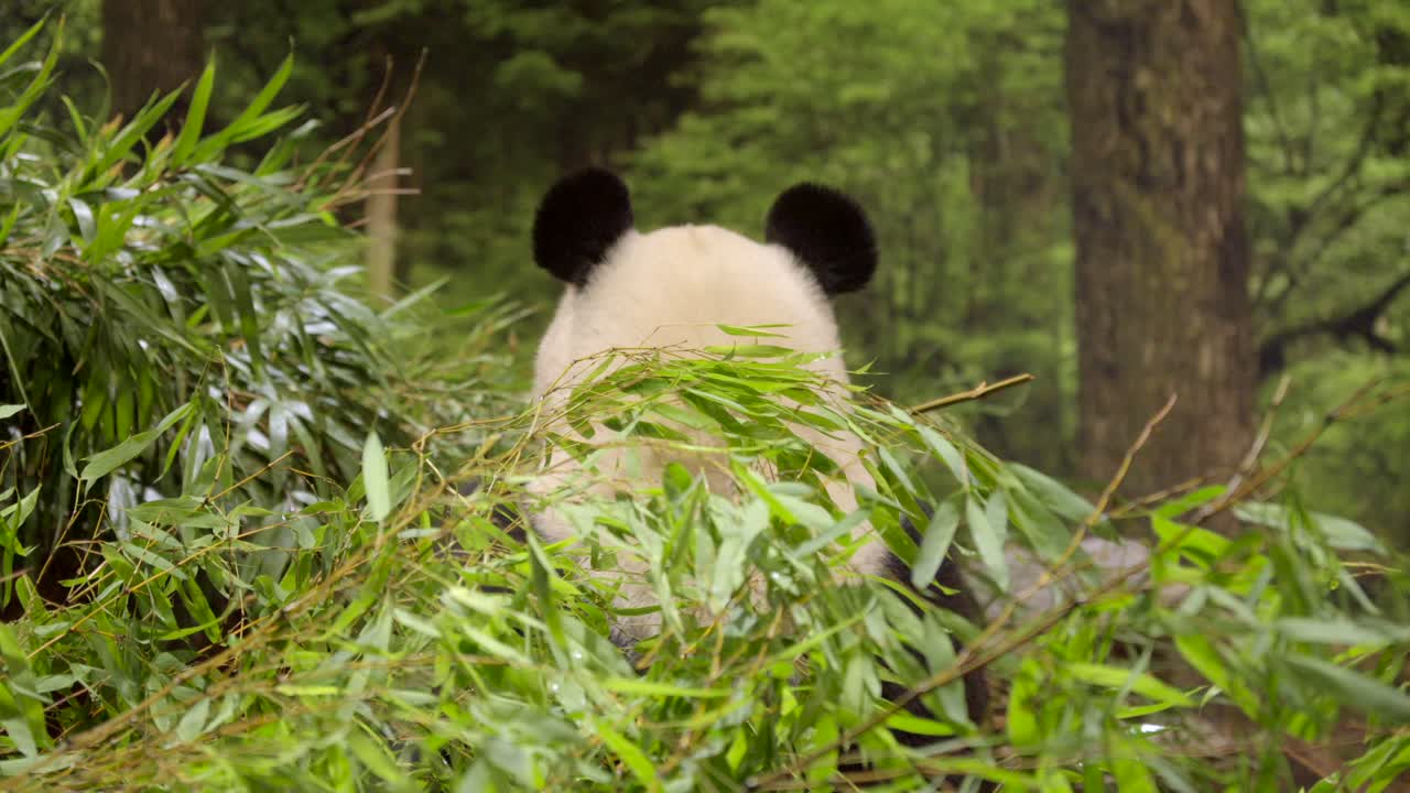 orejas de panda gigante vista trasera mientras comen ramas de bambú en el zoológico de ueno tokio japón